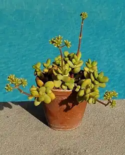 Crassula atropurpurea var. cultriformis