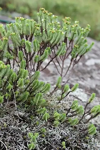 Crassula ericoides subsp. ericoides