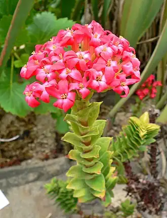 Crassula coccinea