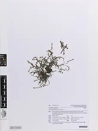 Гербарный образец