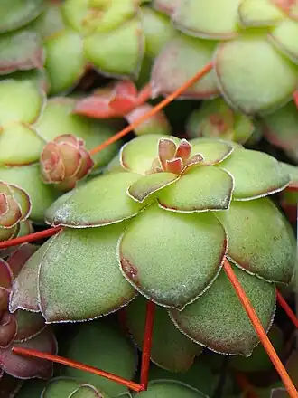 Crassula orbicularis