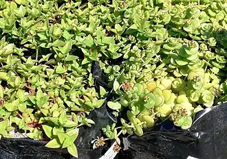 subsp. brachypetala (слева) и subsp. marginalis (справа)