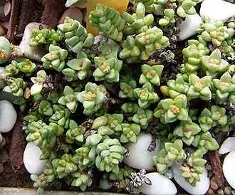 Crassula sericea var. hottentotta