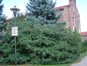 Общий вид растения