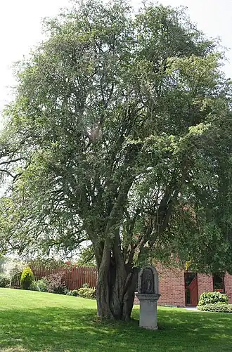Боярышник однопестичный. Общий вид взрослого растения