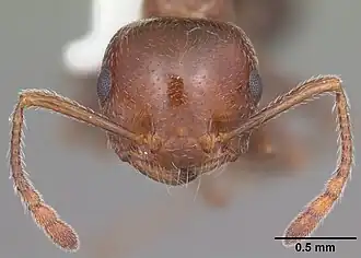 Муравей Crematogaster atkinsoni