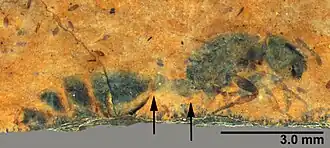 Incertogaster aurora, матка