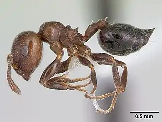 Crematogaster chodati
