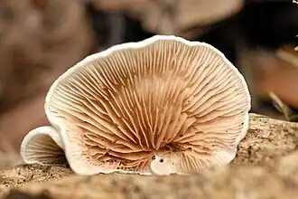 Крепидот мягкий (Crepidotus mollis)