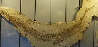 Окаменелость Cricosaurus, Музей Эйхштетта