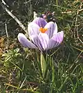 Crocus biflorus