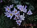 Crocus imperati