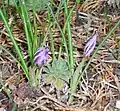 Crocus laevigatus