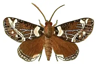 Cropia cedica