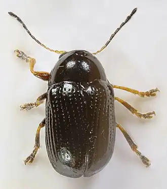Cryptocephalus labiatus