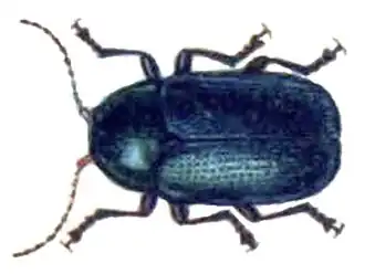 Cryptocephalus parvulus