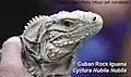 Cyclura nubila с Кубы