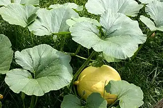 Общий вид плодоносящего растения