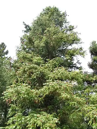 Куннингамия ланцетовидная (Cunninghamia lanceolata)