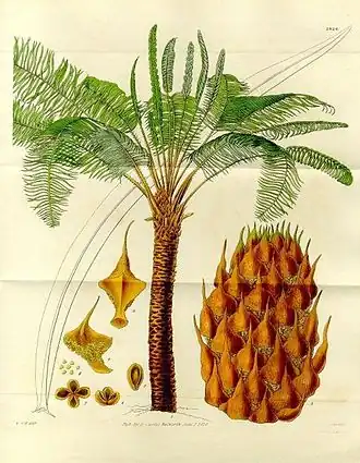 Ботаническая иллюстрация саговника завитого (Cycas circinalis)