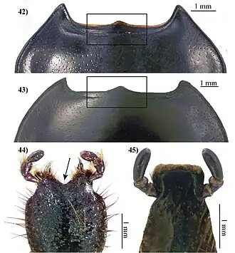 Harposcelis