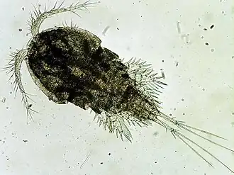 Циклоп из рода Cyclops