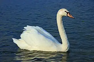 Лебедь-шипун