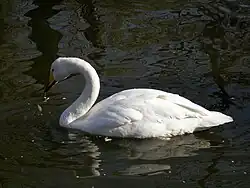 Лебедь-кликун