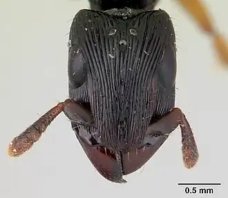 Голова самки Cylindromyrmex boliviae