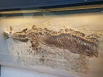 Частичный скелет (голотип) C. buchseri (PIMUZ T 4351), выставленный в Палеонтологическом музее Цюрихского университета (Швейцария)