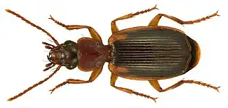 Cymindis axillaris