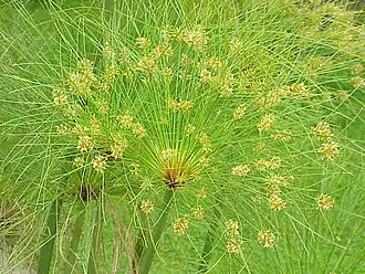 Папирус обыкновенный