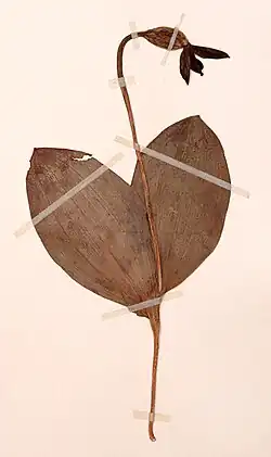 Образец из гербария Гарвадского университера, собран на обочине дороги в Китае, Сычуань, Сунгчу, 10 августа 1928 г.