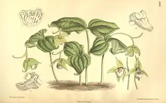 Ботаническая иллюстрация из Curtis's Botanical Magazine, vol. 134 (Ser. 4 no. 4), tab. 8183. 1908 год