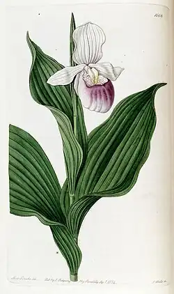 Ботаническая иллюстрация Cypripedium reginae из книги Edwards's Botanical Register