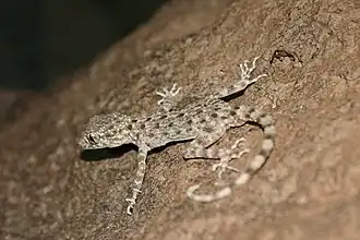 Длиннопалый тонкопалый геккон