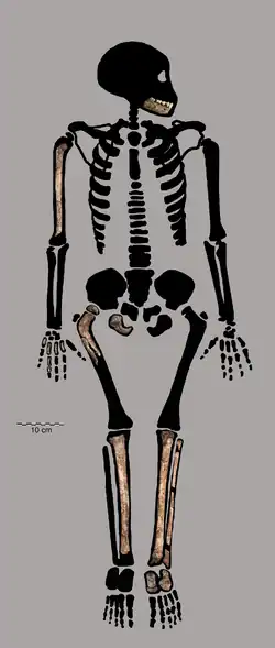 Homo naledi19 августа 2021