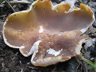 Блюдцевик жилковатый