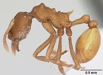 Муравей Dacatria templaris