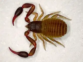 Ложноскорпион Dactylochelifer latreillii