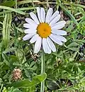 Leucanthemum vulgare (Нивяник обыкновенный)