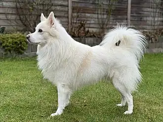 Датский шпиц