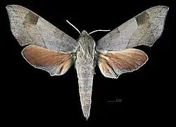 Darapsa myron mexicana  ♀