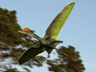 Darwinopterus