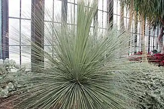 Dasylirion longissimum