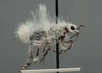 Dasymutilla gloriosa