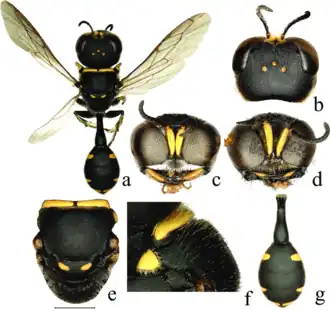 Dasyproctus cevirus, самка и самец (d)