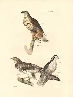 "Лист II. Рис. 3. Мохноногий канюк (Buteo sancti-joannis). 4, 5. Американский ястреб-тетеревятник (Astur atricapillus)."