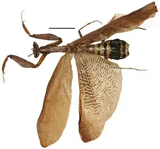 Богомол Decimiana elliptica