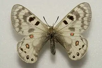 Parnassius delphius maximinus